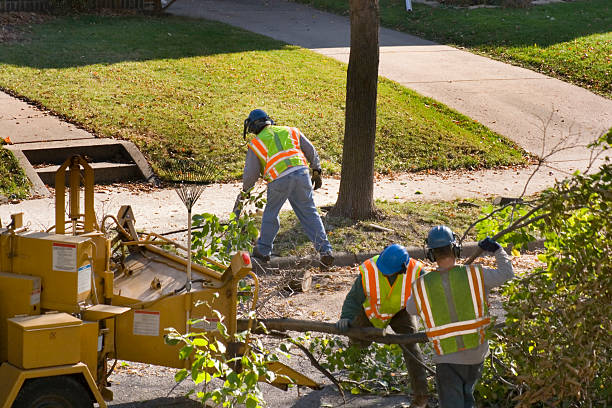 Tree Root Removal in Daingerfield, TX